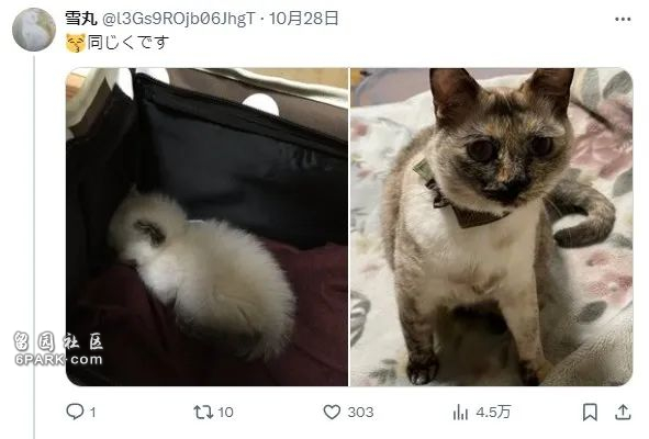 收养了只白色小奶猫 4年后彻底黑化 诈骗吗(组图)