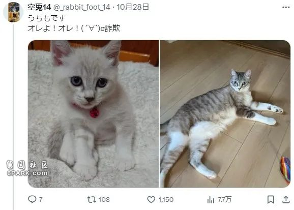 收养了只白色小奶猫 4年后彻底黑化 诈骗吗(组图)