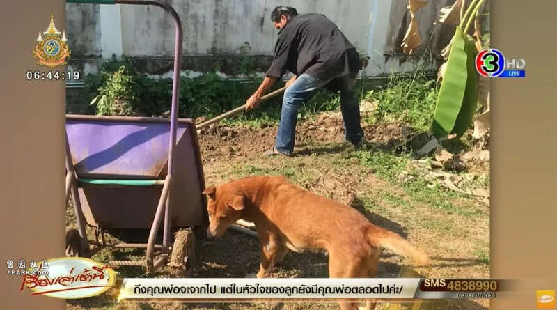 老太病逝 狗绝食在棺材旁流泪 随主人一同离世(图)